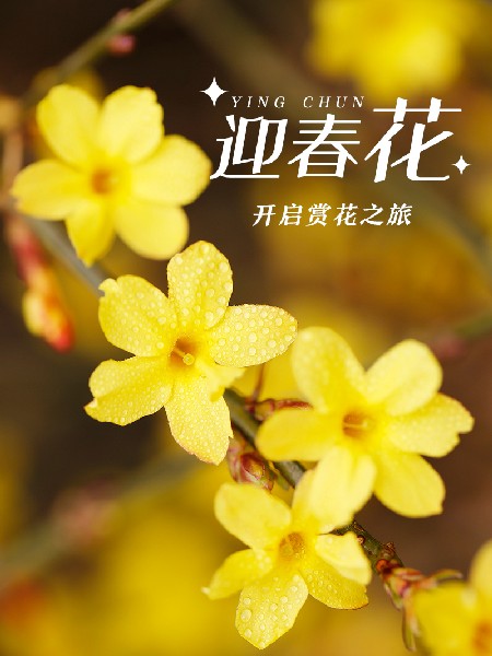追花指南第二期！京城三月里最撩人的玉蘭觀賞地