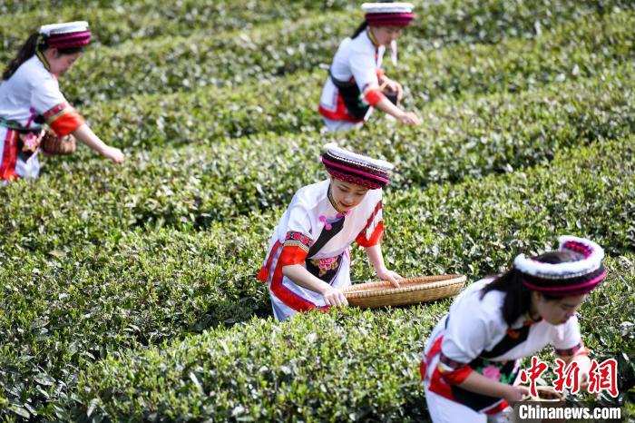 白族村民在茶園采摘。　楊華峰 攝