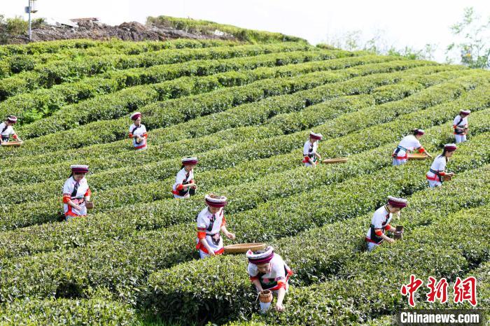 眾多白族村民身著民族服飾走進(jìn)茶園采摘?！钊A峰 攝