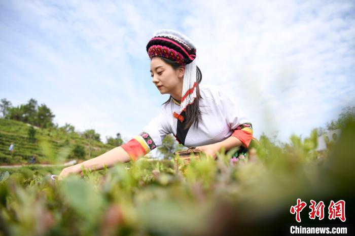 白族村民身著民族服飾采摘白茶。　楊華峰 攝