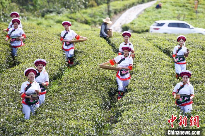 白族村民走進(jìn)茶園采摘?！钊A峰 攝