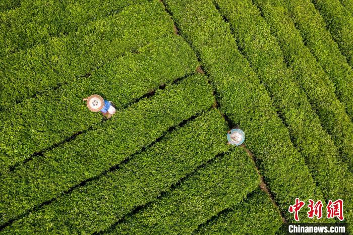 茶農(nóng)正在采摘新鮮茶葉。　唐哲 攝