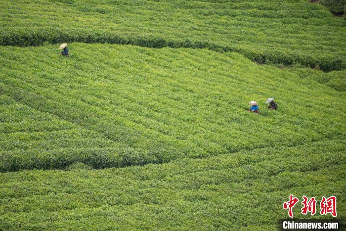 茶農(nóng)采摘谷雨茶?！√普?攝