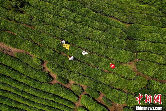 茶農(nóng)正在采摘新鮮茶葉?！√普?攝