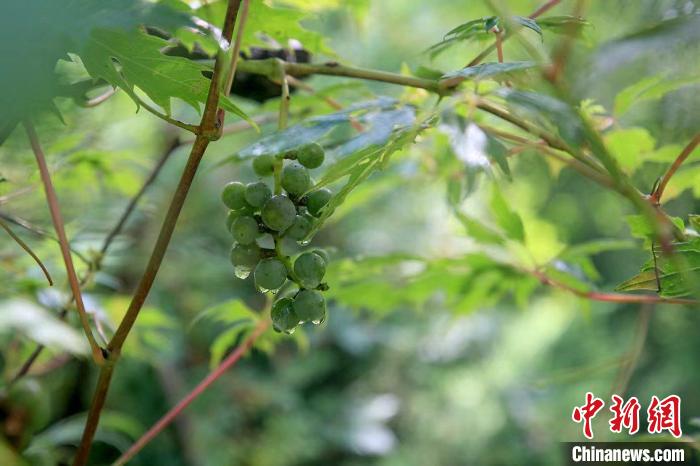 野生動(dòng)物在北京：如何筑牢生物多樣性“保護(hù)網(wǎng)”？