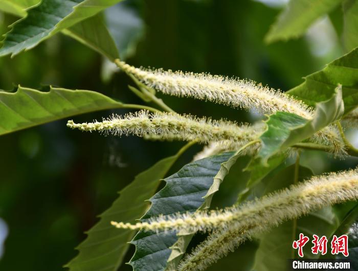 毛茸茸的栗花?！『略破?攝