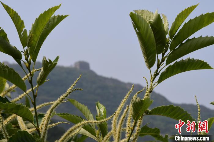 長(zhǎng)城腳下，“栗”花盛開(kāi)?！『略破?攝