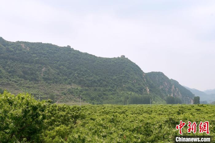 長(zhǎng)城腳下萬(wàn)畝栗花綻放，散發(fā)出淡淡清香?！『略破?攝