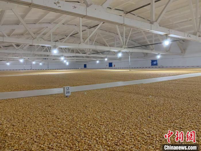 倉內(nèi)清涼干爽、遍地金黃，上千平方米的糧食盡收眼底?！⊥趸萘?攝
