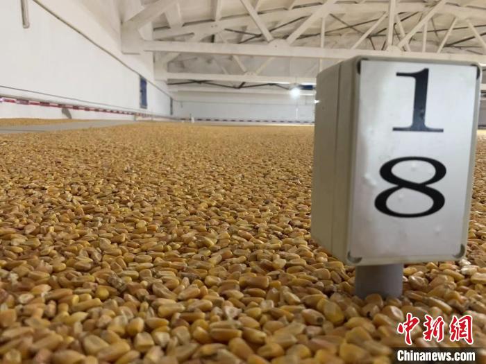 數(shù)千噸的小麥、玉米如同一塊塊被“切平”的巨型蛋糕“鑲嵌”在地面上?！⊥趸萘?攝