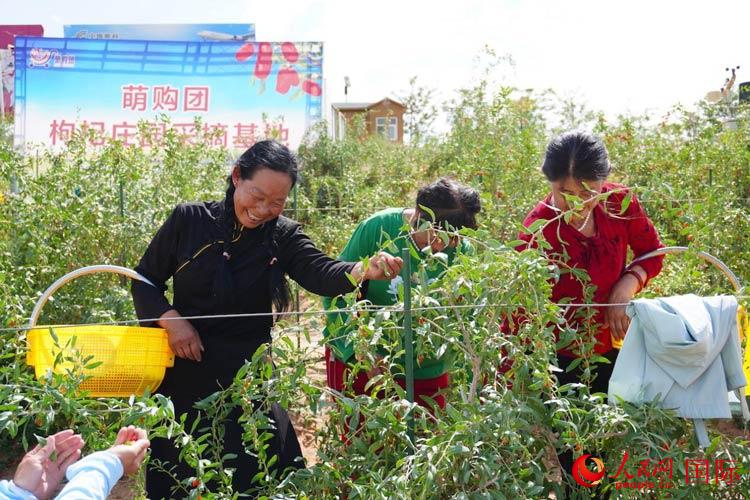 中寧縣來(lái)自西海固的移民大姐們一邊采摘新鮮枸杞一邊歌唱，笑由心生。人民網(wǎng)記者 何蒨攝
