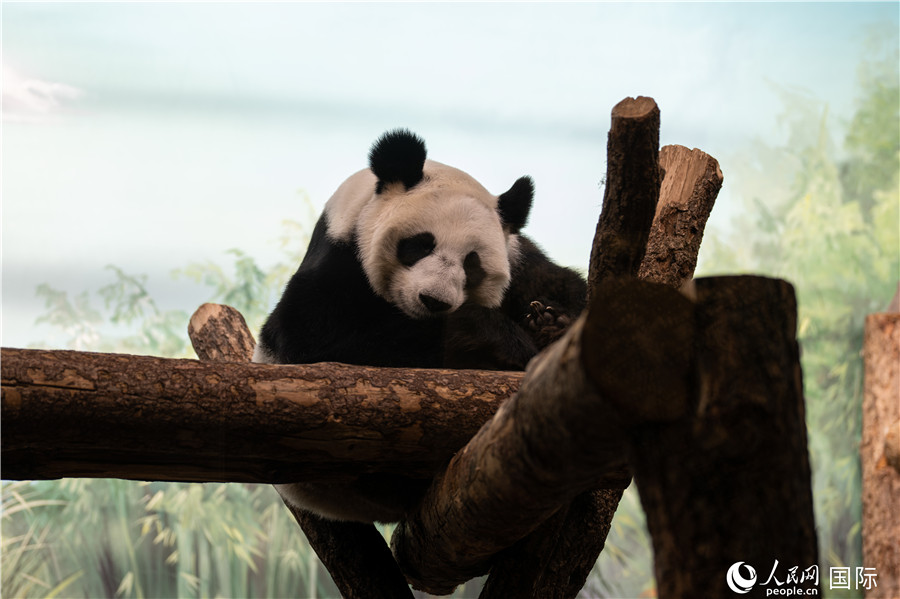 無比可愛的大熊貓“丁丁”。人民網(wǎng)記者 翁奇羽攝