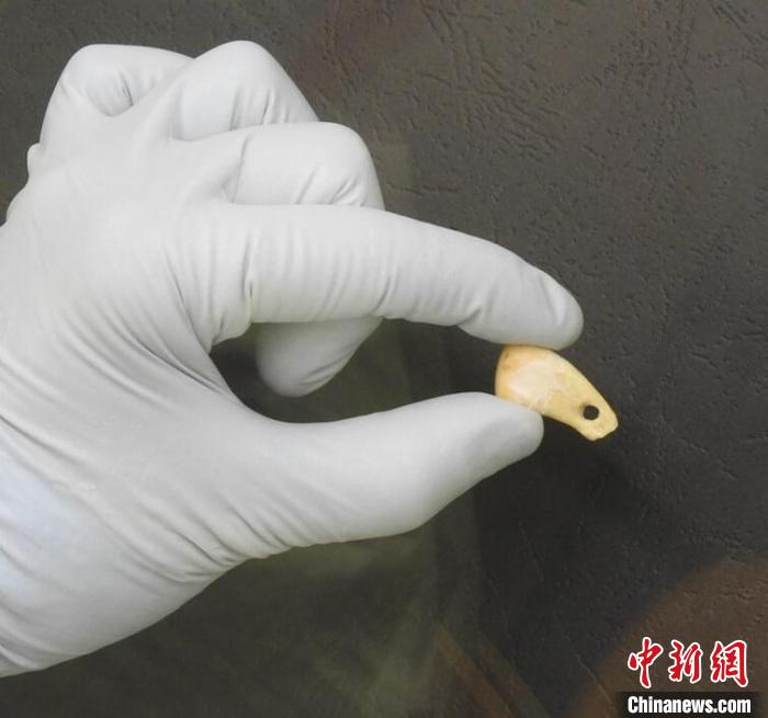 打孔鹿牙墜飾提取DNA后(圖片來自馬克斯·普朗克演化人類學(xué)研究所)。　施普林格·自然 供圖
