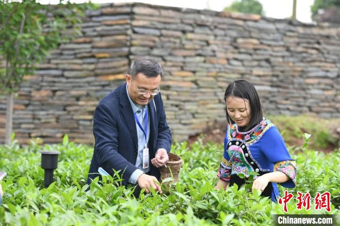 東盟國(guó)家媒體記者在辰龍關(guān)茶園采茶。　楊華峰 攝