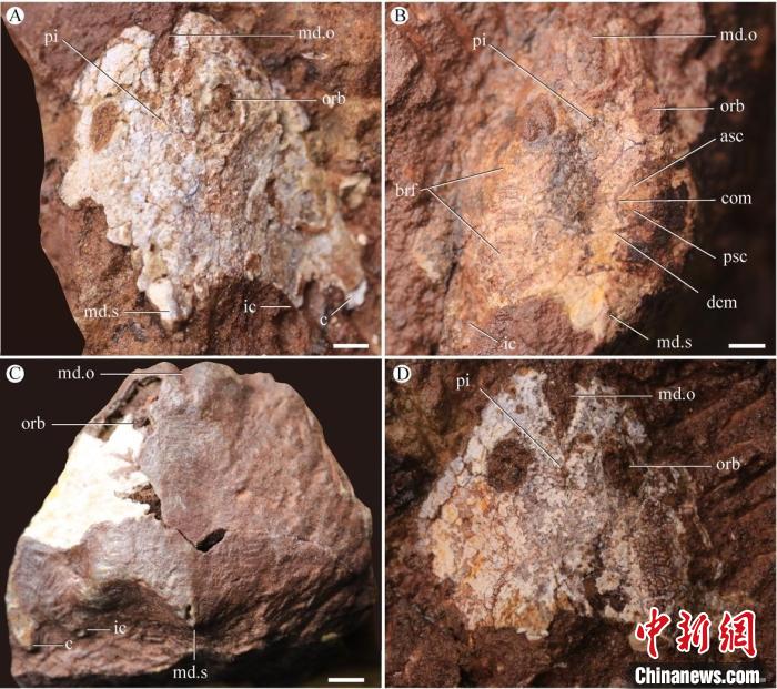 九江江夏魚(yú)化石照片(蓋志琨/攝)。　中科院古脊椎所 供圖