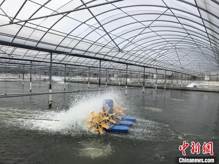 南美白對蝦養(yǎng)殖基地?！∠笊轿r蟹科技小院供圖