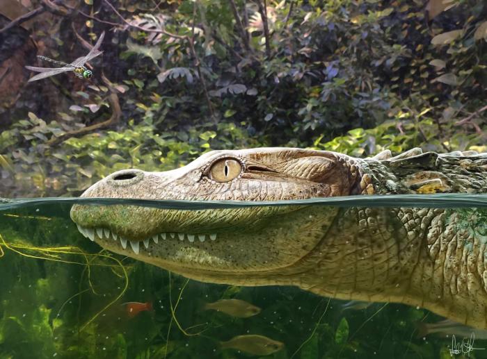 Alligator munensis藝術(shù)復(fù)原圖(圖片來(lái)自Márton Szabó)?！∈┢樟指瘛ぷ匀?供圖
