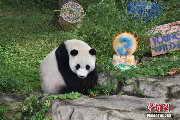 當(dāng)?shù)貢r(shí)間8月21日，旅美大熊貓幼崽“小奇跡”迎來(lái)3周歲生日。華盛頓國(guó)家動(dòng)物園給“小奇跡”舉辦了“生日派對(duì)”，眾多游客前來(lái)給“小奇跡”慶生。<a target='_blank' href='/'><p  align=