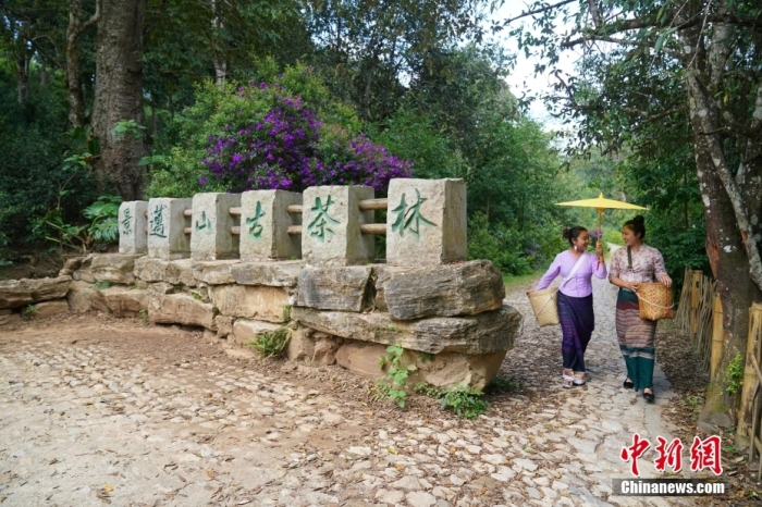 普洱景邁山古茶林文化景觀位于中國云南省普洱市瀾滄拉祜族自治縣惠民鎮(zhèn)。<a target='_blank' href='/' _fcksavedurl='/'><p  align=