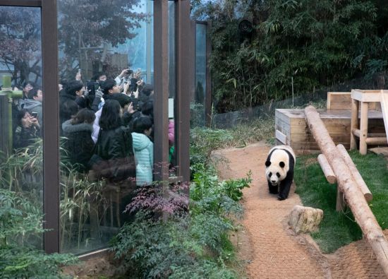 2月20日，韓國民眾在韓國愛寶樂園參觀大熊貓“福寶”。新華社記者姚琪琳攝