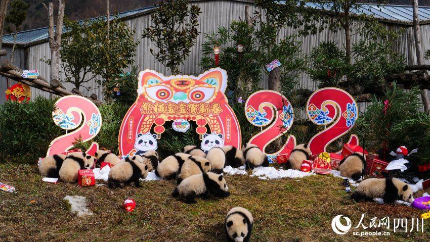 熊貓寶寶賀新春、迎冬奧。李傳有攝