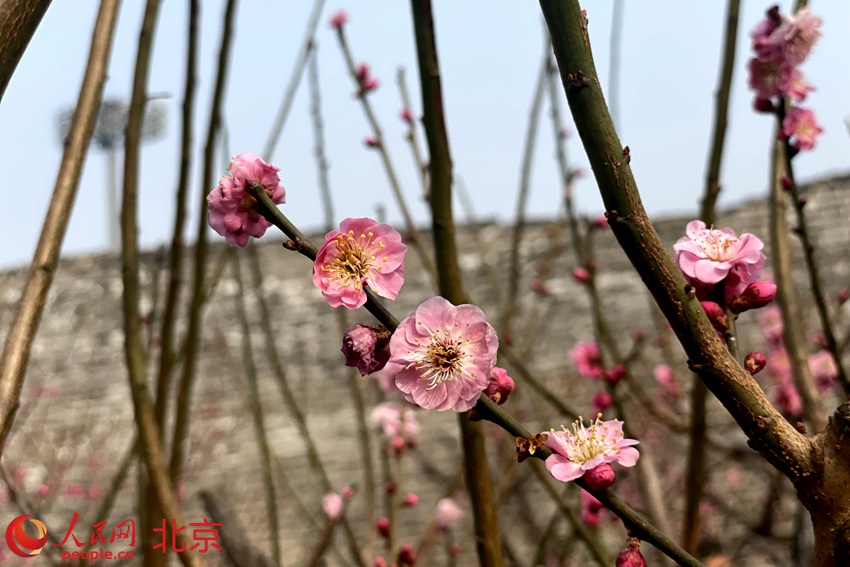 明城墻遺址公園梅花初綻。 人民網(wǎng) 池夢蕊攝