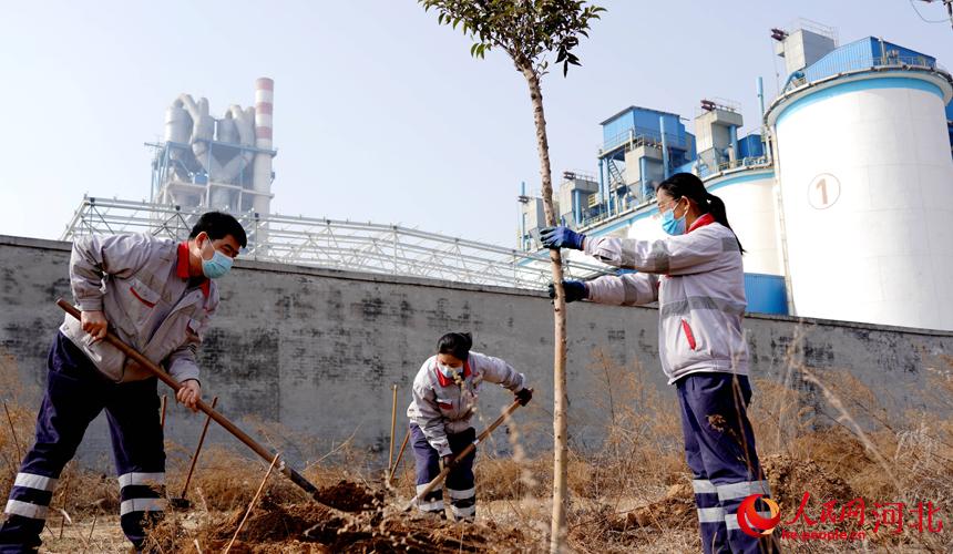 邢臺(tái)金隅職工在石邢公路沿線植樹(shù)。 宋繼昌攝