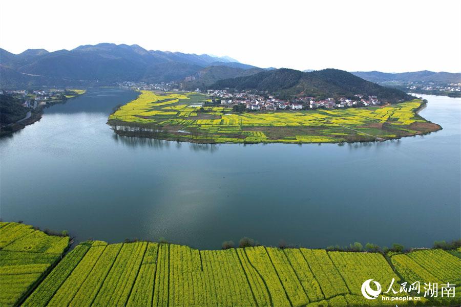 春江水暖，油菜花開(kāi)。人民網(wǎng) 李芳森攝