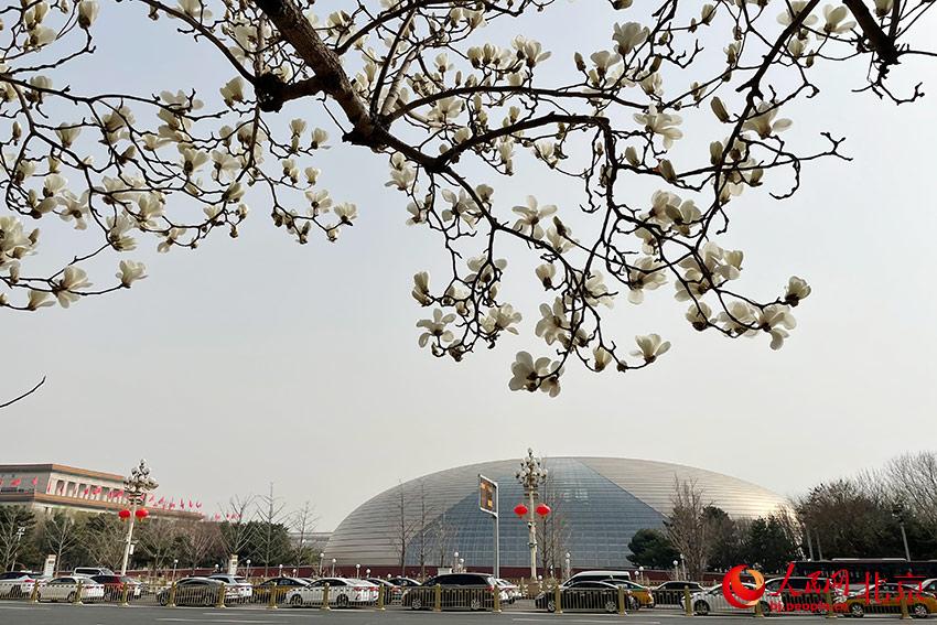 長安街畔玉蘭綻放。人民網(wǎng) 尹星云攝
