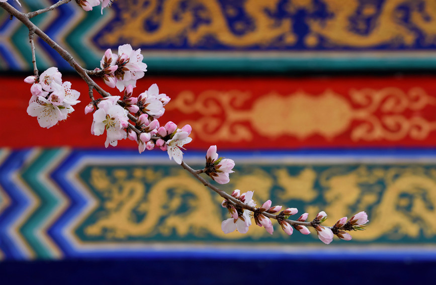 “云”賞桃花相映紅。紅橋區(qū)委宣傳部供圖