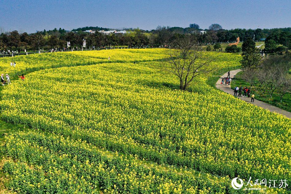 高淳區(qū)椏溪國際慢城桃花扇廣場油菜花田。劉列攝