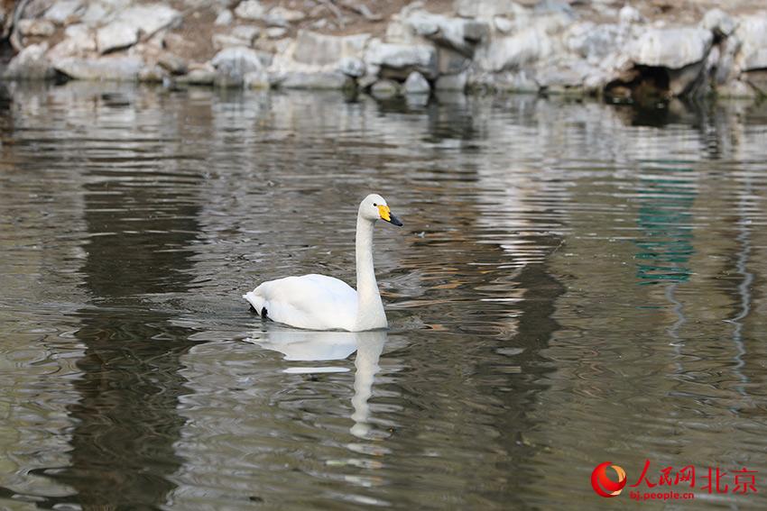 北京動物園水禽湖上，水鳥游弋其中，傳遞春的消息。人民網 尹星云攝