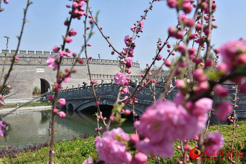 古城花開春意濃。 人民網(wǎng) 朱鵬濤攝