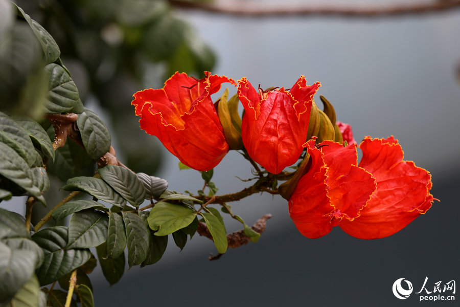 火焰木花朵呈紅色或橙紅色。人民網(wǎng) 陳博攝