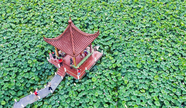 圖為金湖萬畝荷花蕩。陳義寶攝