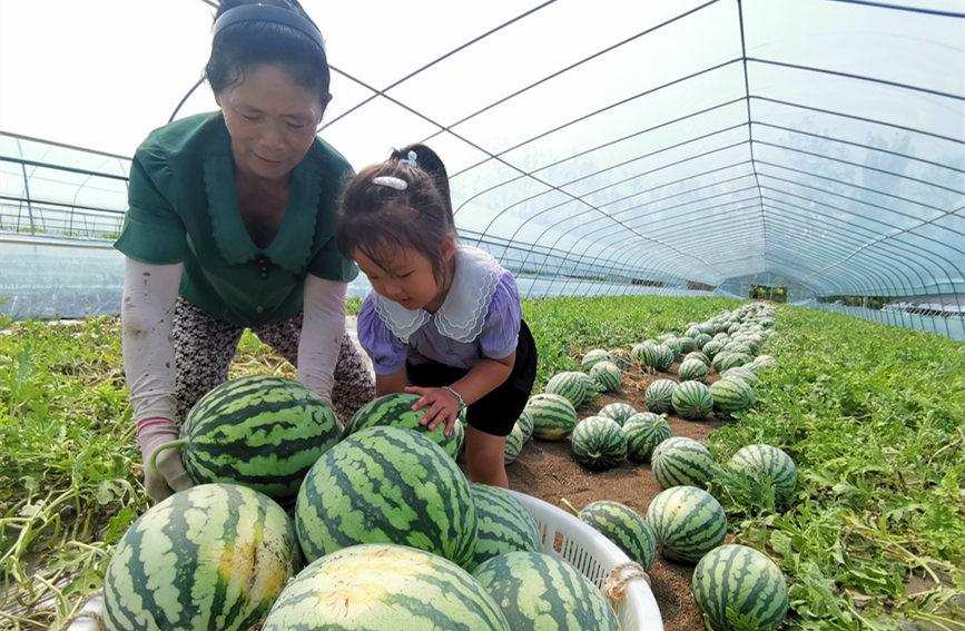 在北辰區(qū)雙街鎮(zhèn)的西瓜種植基地內(nèi)，種植農(nóng)戶們正忙著采收。陳立興攝