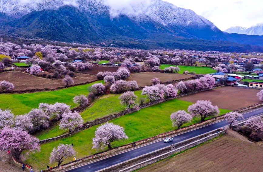 波密縣傾多鎮(zhèn)如納村盛開的桃花。徐馭堯攝
