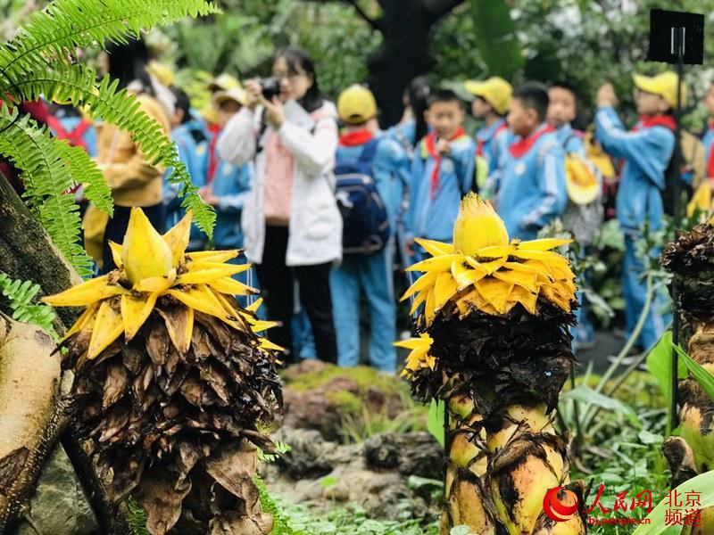 植物館里的地涌金蓮。地涌金蓮原產(chǎn)中國云南，為中國特產(chǎn)花卉。人民網(wǎng) 董兆瑞攝