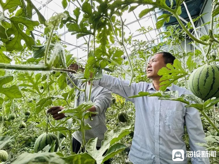 西瓜、藍(lán)莓、草莓上高原！山東濰坊援藏組因地制宜打造特色蔬菜發(fā)展中心