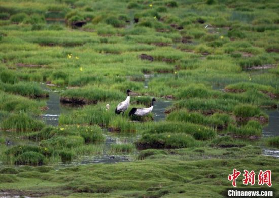 圖為祁連山國(guó)家公園青海片區(qū)內(nèi)的黑頸鶴?！∑钸B山國(guó)家公園青海省管理局供圖 攝