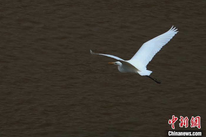 青?！澳赣H河”湟水水質(zhì)改善引鷺鳥嬉戲