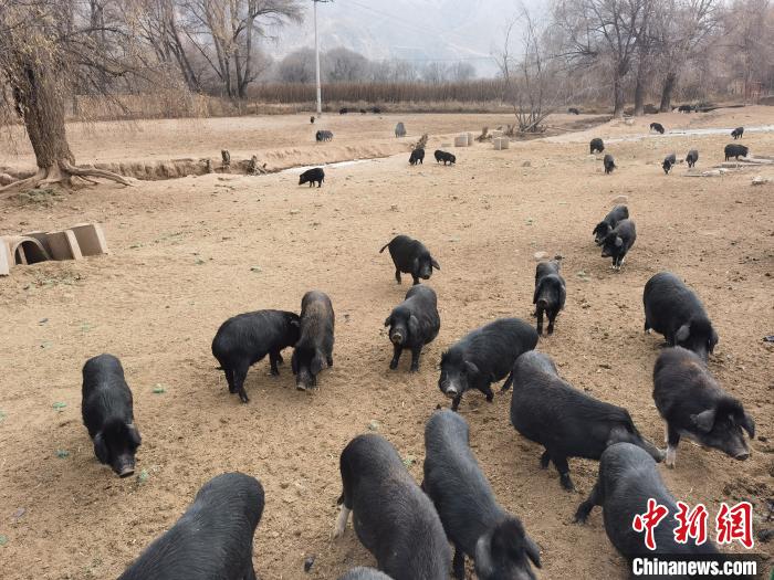 圖為藏香豬?！∑钤鲚?攝