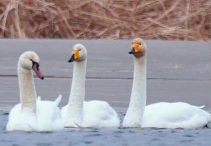 圖為疣鼻天鵝與大天鵝?！∏嗪夜珗@觀鳥協(xié)會供圖 攝