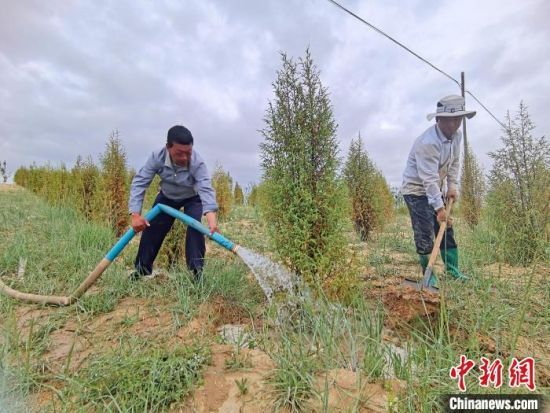 圖為扎西和村民給樹澆水?！∑钤鲚怼z