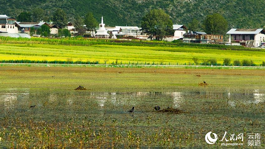 納帕海成為鳥類遷徙停留地。呂昊辰攝