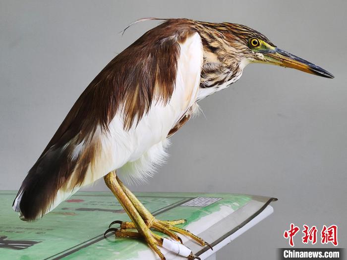 圖為被救助的國家一級重點保護(hù)動物池鷺?！×鴿商?攝