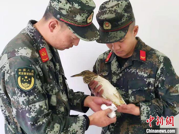 圖為武警官兵正在為國家一級重點保護(hù)動物池鷺包扎?！×鴿商?攝