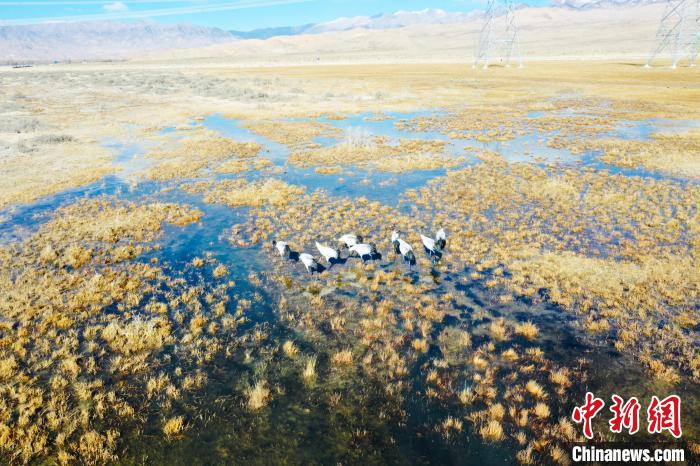 圖為一群黑頸鶴在濕地中央行走。　卡美燕 攝