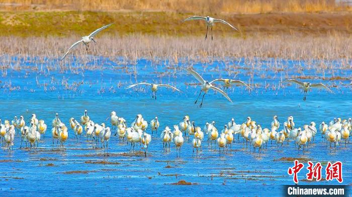 沿海濕地，鳥類天堂。　鹽城市委宣傳部供圖