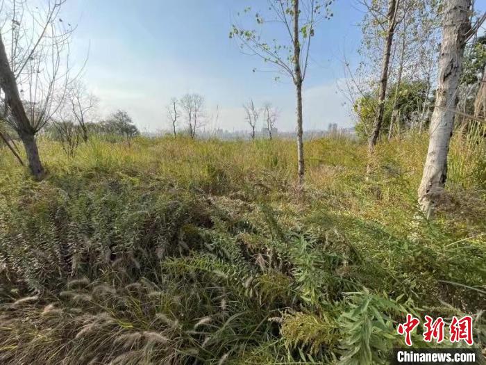 發(fā)現(xiàn)的加拿大一枝黃花?！畈?攝